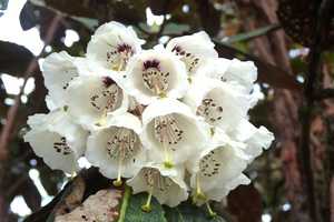 Sikkim goechela_rhododendron