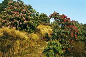 Panchase Trek and Jungle Safari