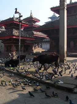 Besichtigungen im Kathmandu Tal