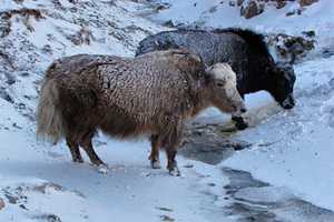 Sikkim - gyak-trekking