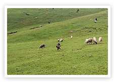 Bedni Bugyal Trekking