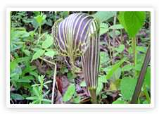 Roopkund 'Der Geheimnisvolle See' Trek