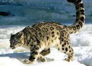 Makalu Base Camp Trek