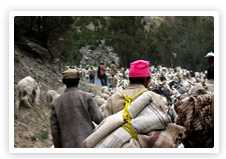 Shepherd Trail Gaddi Trek