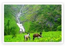 Valley Of Flowers Trek