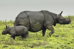 Assam - Kaziranga Nationalpark & Tiger Reservat